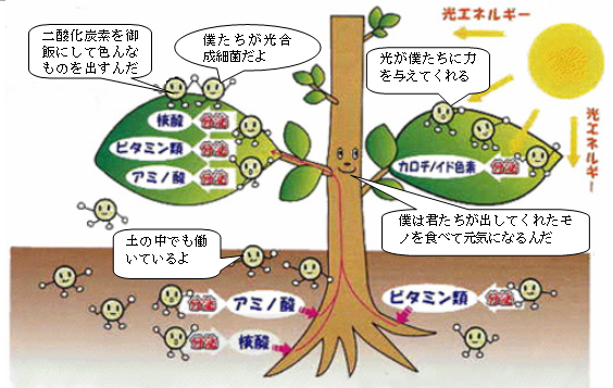 光合成細菌の働き: 環境保全型資材